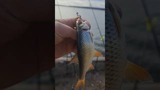 Плотва #рыбалка #плотва #днепр #река #Украина #fish #fishing