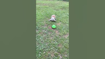 Playful Dog Startled By Spontaneous Ball Transformation || ViralHog
