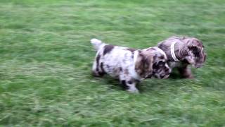 Cocker Spaniel Puppy for Sale