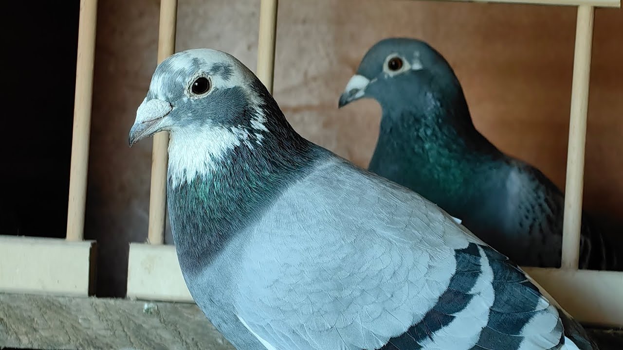 Noutati la porumbei🕊️