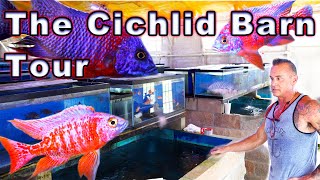 1000's of Fish in a Cichlid Barn? Let's See How it All Works!