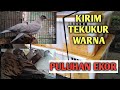 PROSPEK TERNAK TEKUKUR WARNA UNTUNG BANYAK, KIRIM PULUHAN EKOR KE JAWA TIMUR