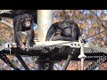 Tama zoo chimps 2023/12/09
