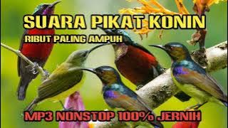 SUARA PIKAT SEMUA JENIS KOLIBRI ‼️ JANTAN DAN BETINA RIBUT PALING AMPUH