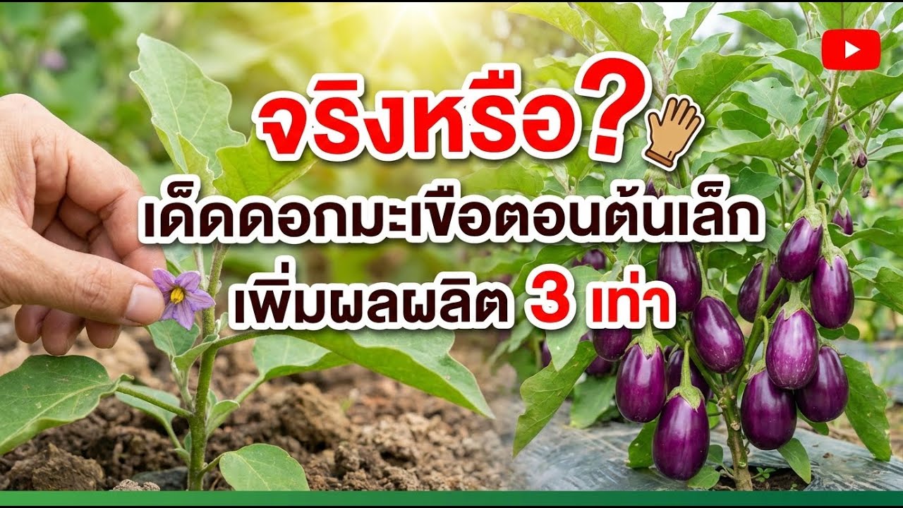 เด็ดดอกมะเขือยาวตอนยังเล็ก เพิ่มผลผลิต 3 เท่า ทำแบบนี้เลย!