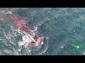Killer whales (aka Orca) hunting seals in Shetland....My Vlog
