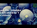 MELÓN: SIEMBRA CRECIMIENTO Y CUIDADOS COMPLETOS PASO A PASO COSECHANDO