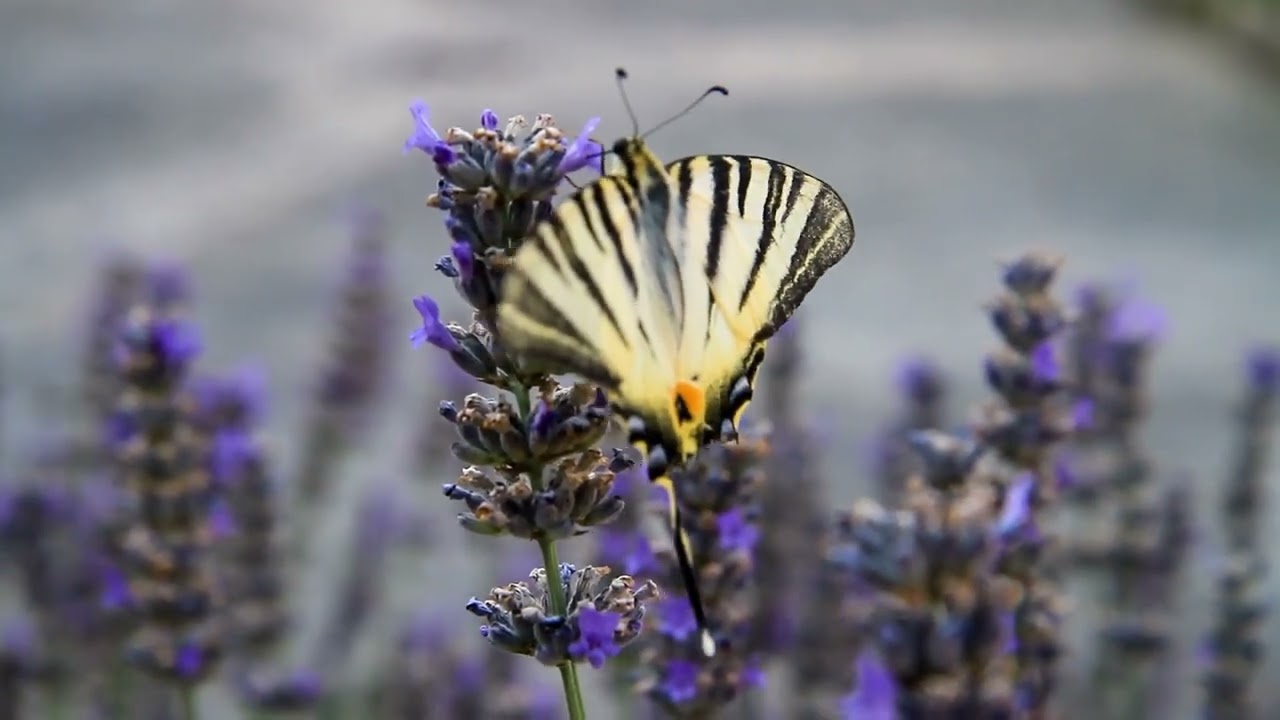 The Subtle Trap of Self Indulgence