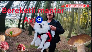 Almanyada Arkadaşlarla Mantar Turu Imbricatus