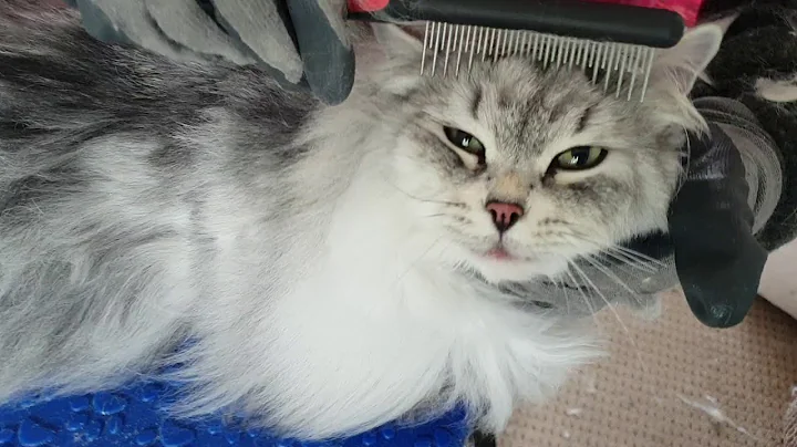 Watch the video about Siberian cat being groomed