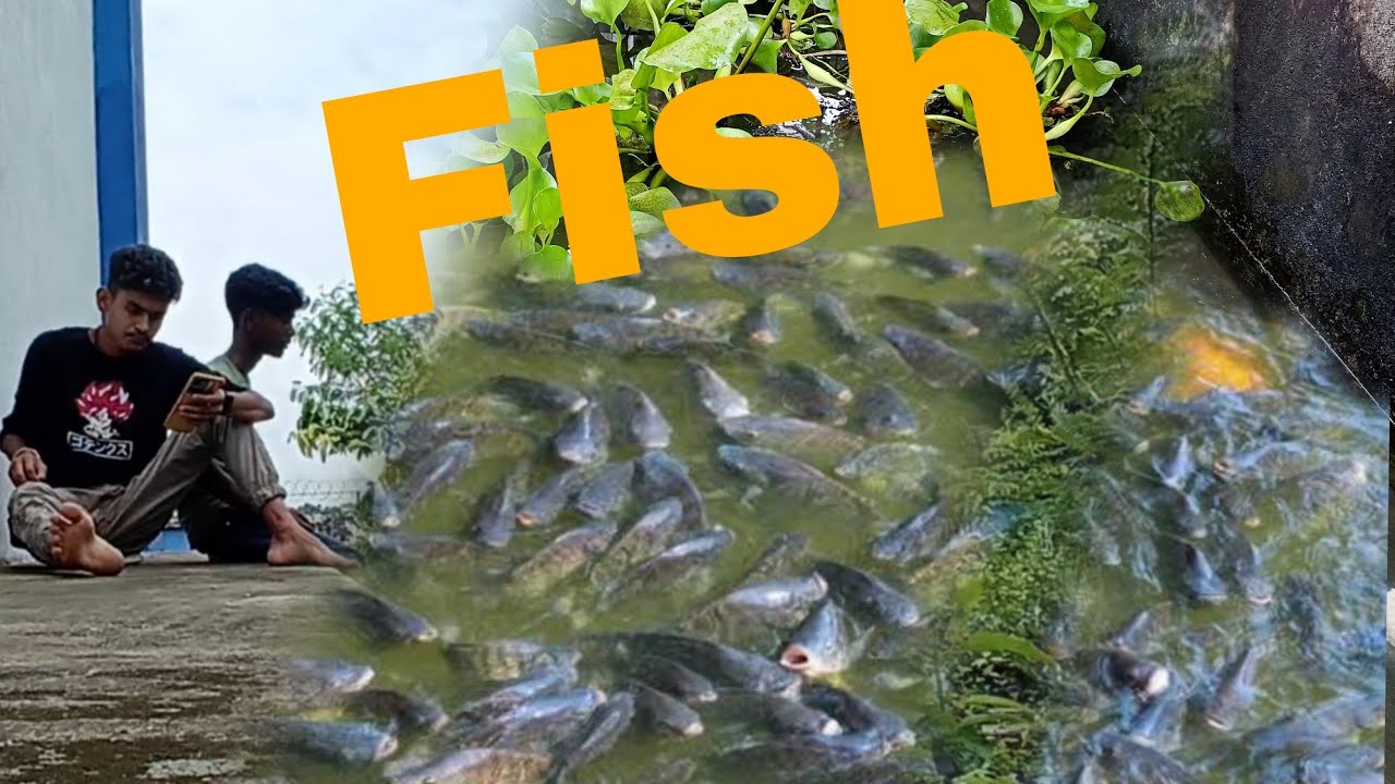 Today. Fish today fish farming time 🐠🐋🐟 - YouTube