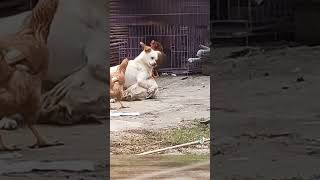 #gallina #guapa #furiosa #pelea #perros #calma