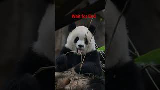 Loving Panda Eating Grass 🐼🌿 | Cute Panda Moments That Will Melt Your Heart #shorts