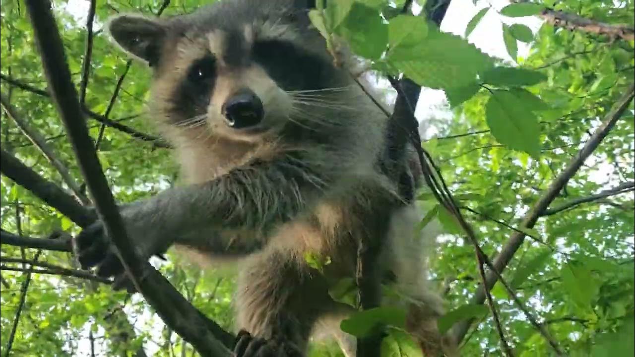 raccoon-trying-to-get-my-phone-youtube