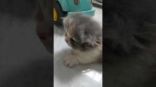 아름다운 짧은 다리 바이컬러 접힌 귀 고양이