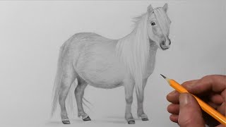 how to draw a shetland pony pencil drawing for beginners