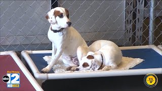 Animal Answers: The importance of vaccinations