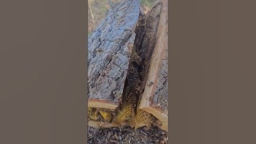 AL-IKHLAS #like #comment #egzonibrahimi #سورة_الإخلاص #quran #viralvideo #share &Subscribe ✔️✔️✔️