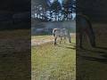 🐎Wild horses in The Netherlands #GodsCreation #Wildlife #Nationalpark #Europe #Shorts