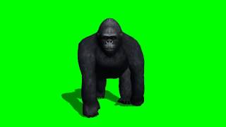 King Kong Gorilla walk -  free green screen