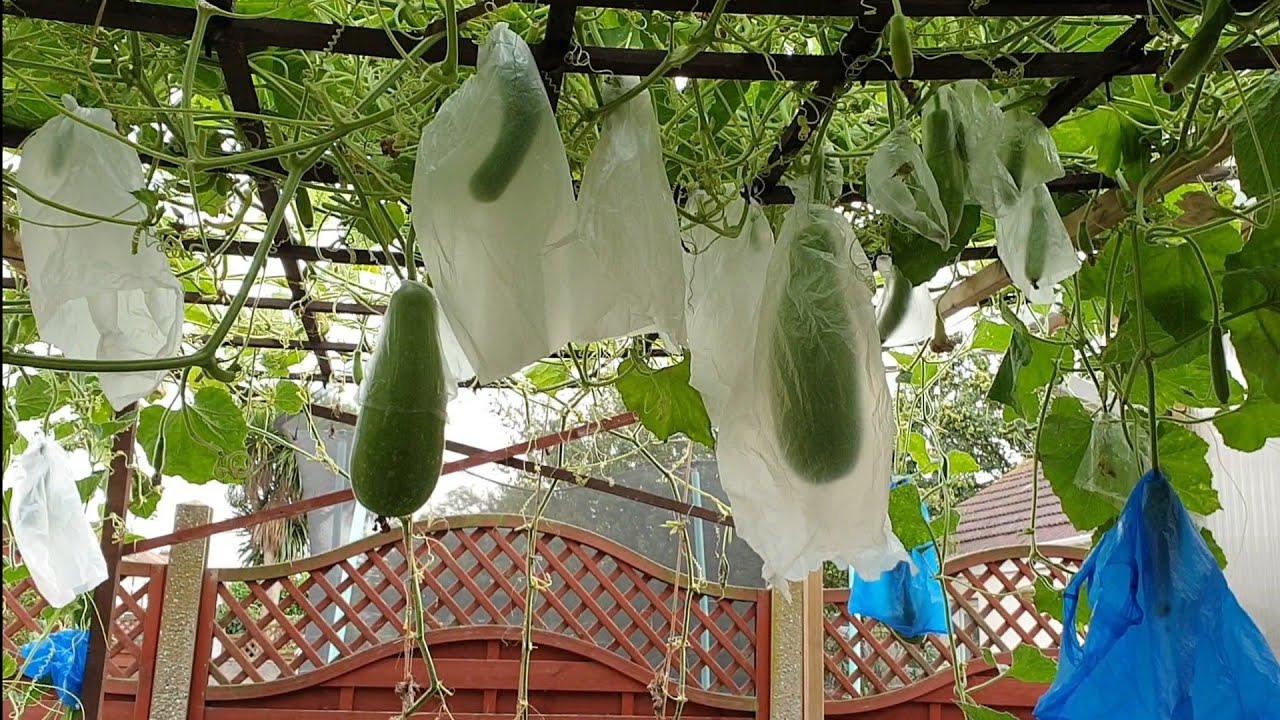 Getting ready for second time Bottle Gourd harvesting. Shokher Bagan
