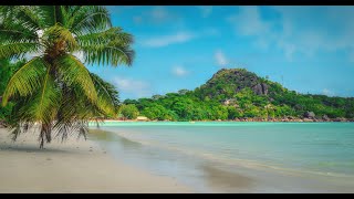 Trees Around Beach | 4K ULTRA HD | ©■#beautyofnature #4k #beautiful #beach #tree screenshot 5