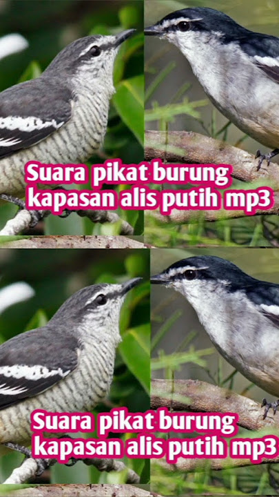 suara pikat burung kapasan alis putih
