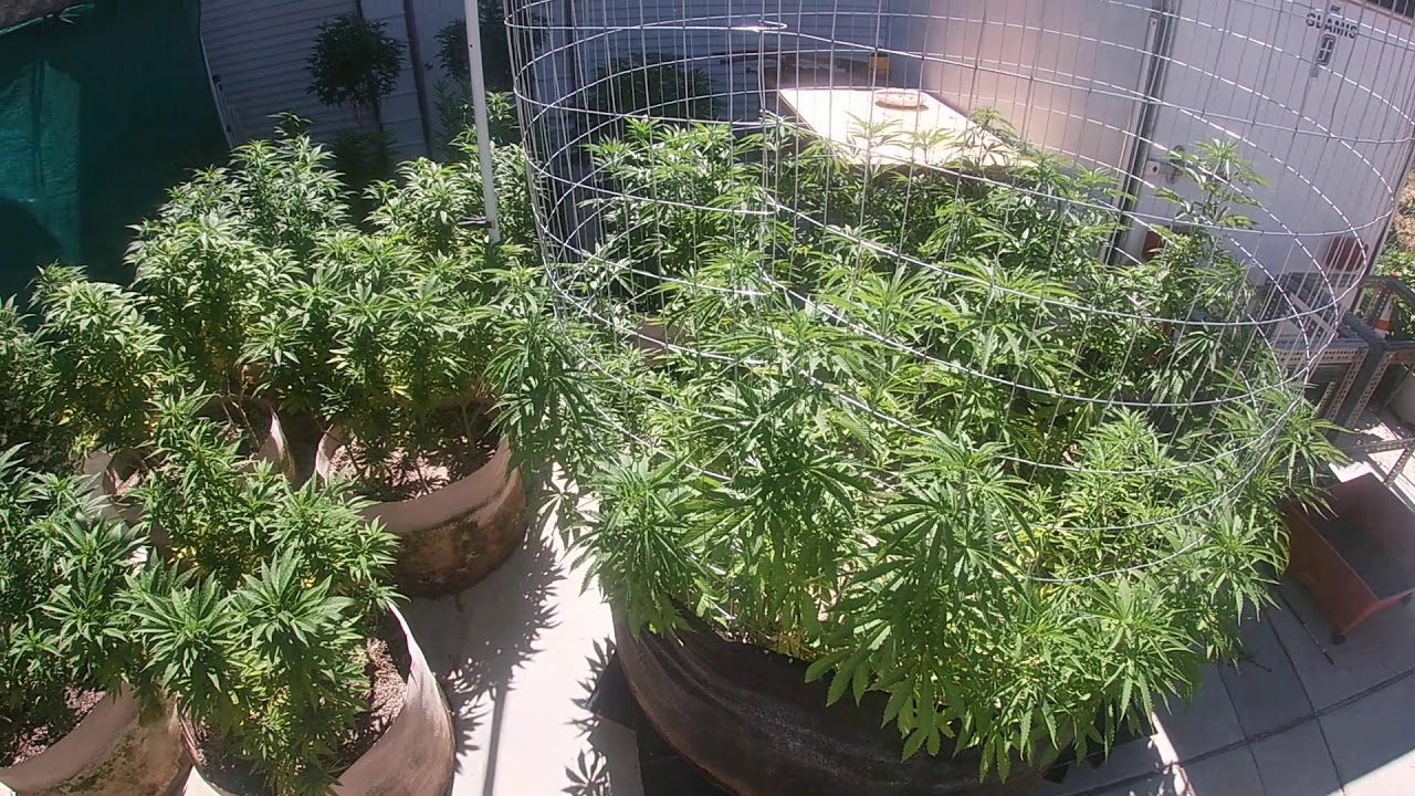 Outdoor Garden update 6-10-2020