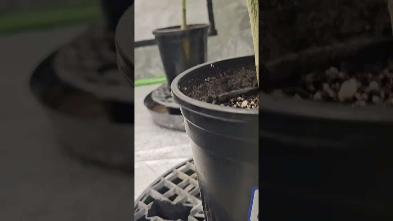 4x8 hlg 650 GMO x 6, MotorBreath x 2, Cherry Paloma, Storm Shadow