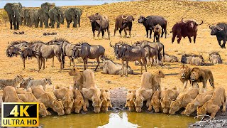 4K Дикая природа Африки: Национальный парк Амбосели | Войдите в Дикое Королевство