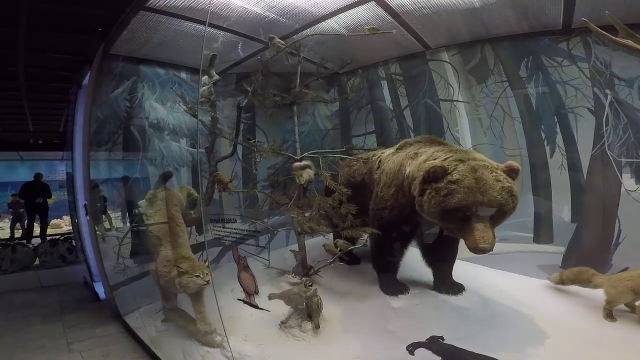Экскурсия с ребенком в Дарвинский музей. 2 - YouTube