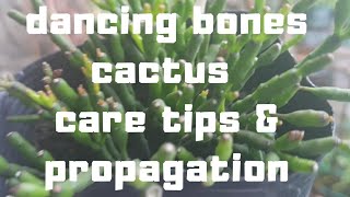 THE DANCING BONES CACTUS| care tips and propagation