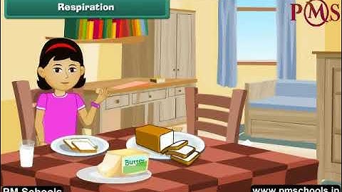 NCERT|CBSE Class 4-EVS|Living Things and Non-Living Things|Animation in English|easy and fun