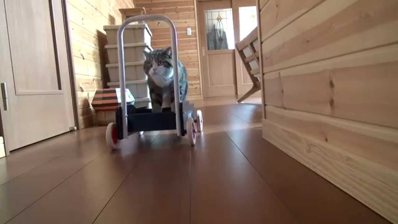 押すねこ。-A pushcart and Maru.- - YouTube