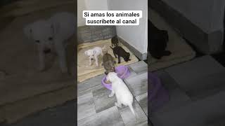 no lo dudes apoya el canal dale click suscribete #suscribete #apoyo