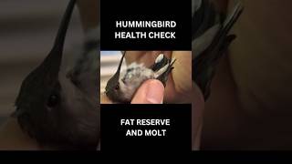 Hummingbird doctor visit