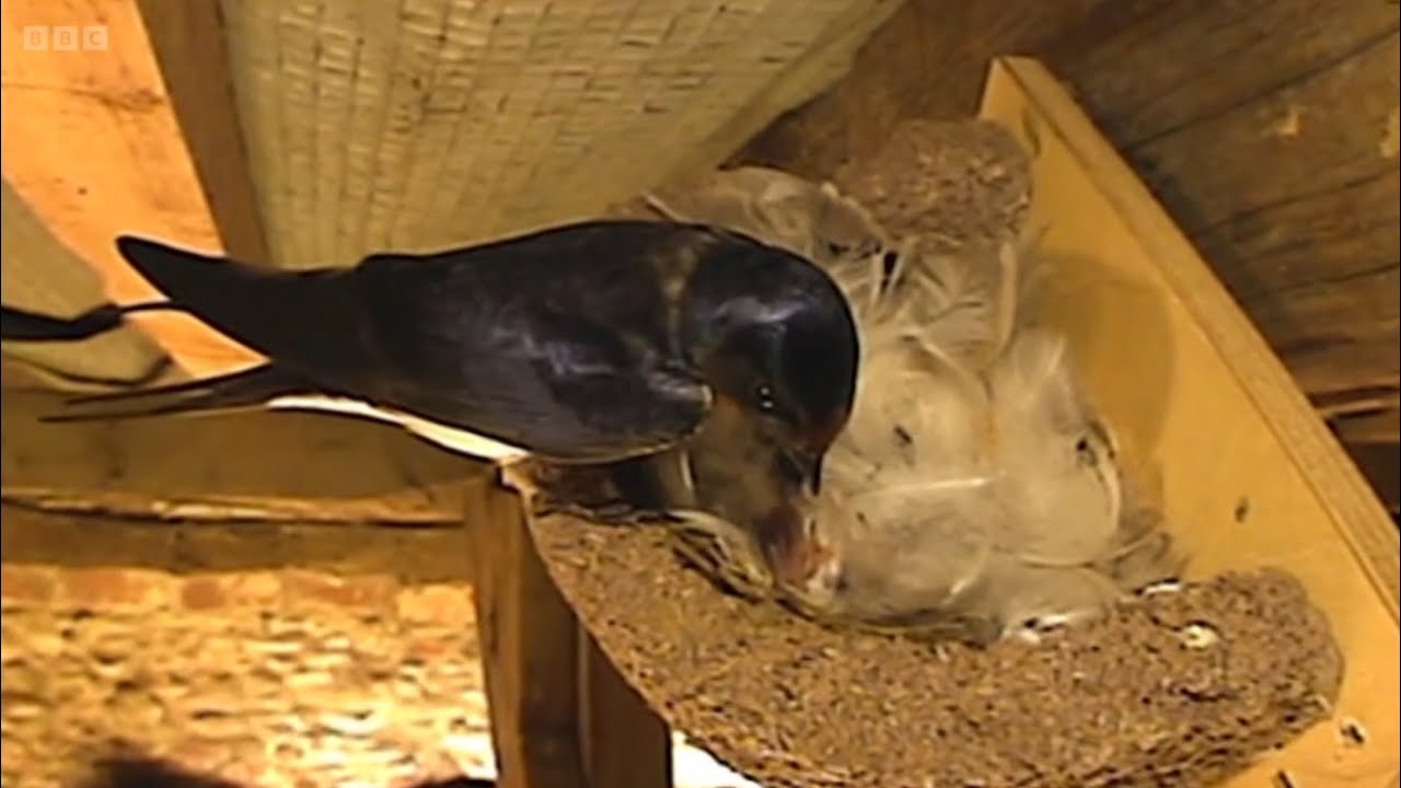 Chris Packham looks at Infanticide in Birds | Sand Martin & Swallow | Sprinwgatch 2024