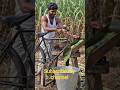 #sugarcane#sugarcanejuice#sugarcanecultivation#sugarcanevariety#sugarcanecrop#sugar#funny#nature