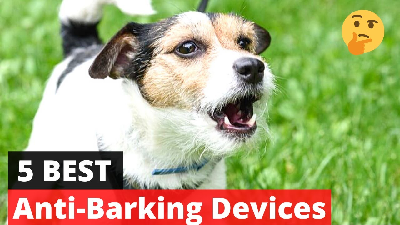 5 Best Anti-Dog Barking Devices Of 2022 (3Rd Will Shock You)