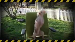 Dans Eden Köpek Videosu 1 & Funny Dog Dancing Video 1