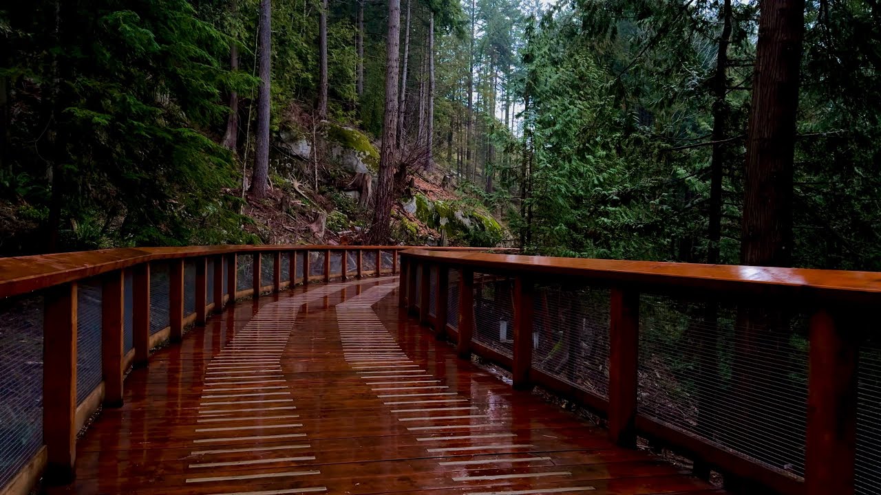 Rainy Forest Walk in Canada | 1 Hour Natural Rain & Forest Sounds (4K ...