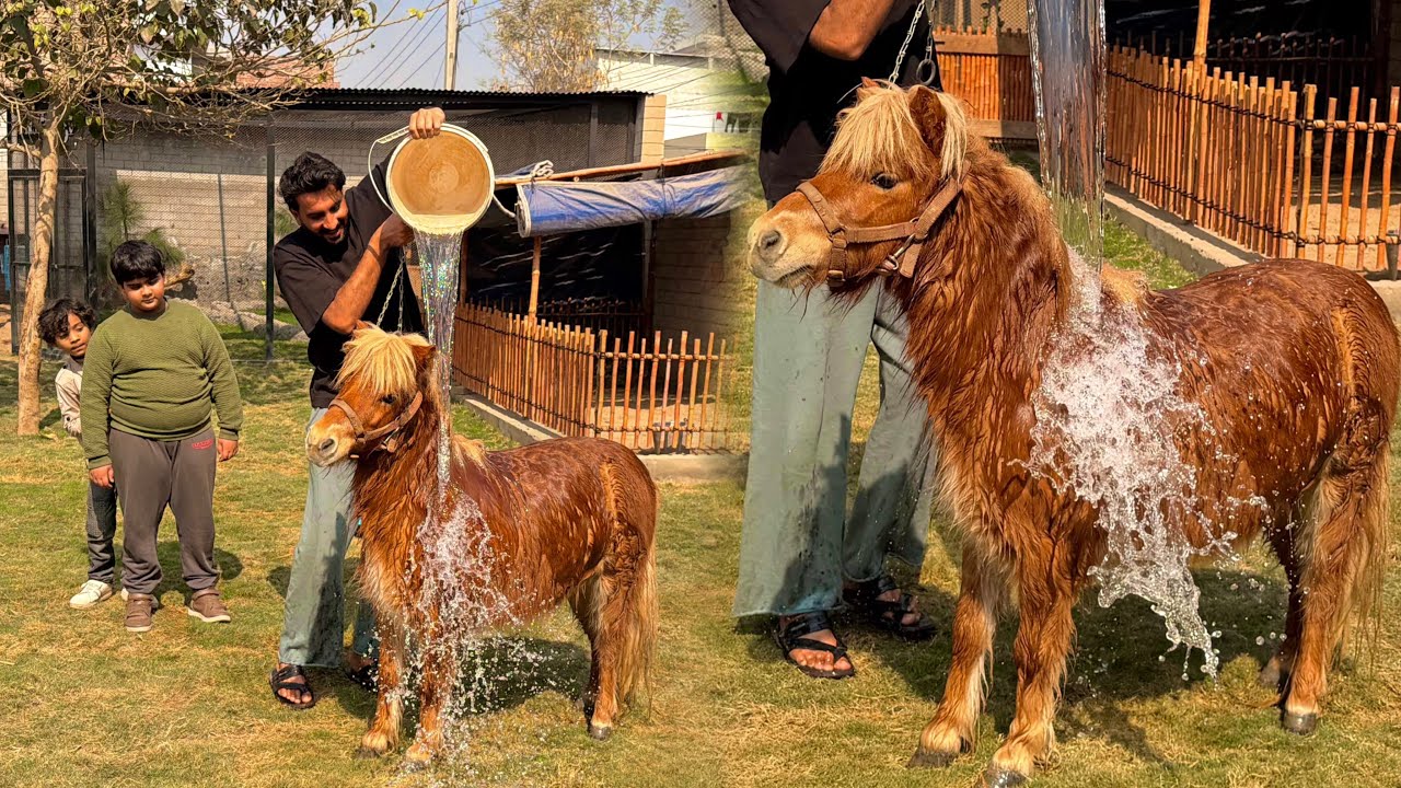 Grmiyan Agaen Hain Cassie Ko Thande Pani Se Nhelaya😍 Cassie Khush Hoagia❤️