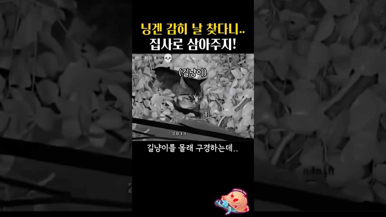 몰래 고양이를 훔쳐보다가 소름돋은 이유