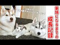 公園に捨てられていた子猫とハスキー姉妹が家族になるまでの成長記録