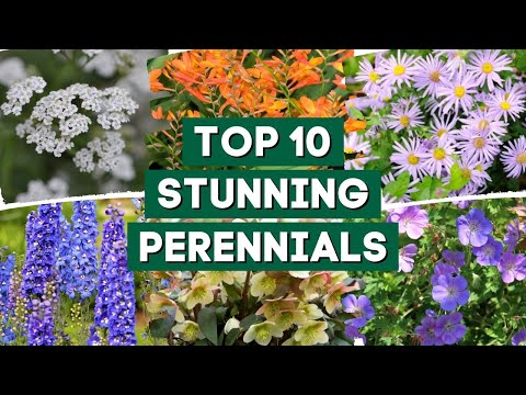 Video: Plantas con flores a pleno sol: elección de flores para los jardines Sunny Zone 9