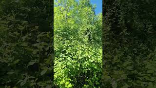 greenbrownblue
