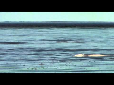 Beluga Mother and Calf