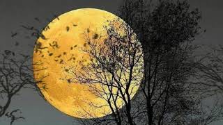 Moon and Bats Halloween Background