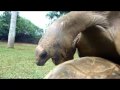 15 Tortues XXX.mp4