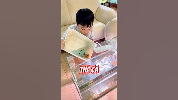 Thả cá vô hồ cá mèo chui | tự làm hồ thuỷ sinh #bettasales #guppy #ngocdiemaquarium